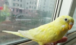 家里养鹦鹉的凶吉 家里养鹦鹉好不