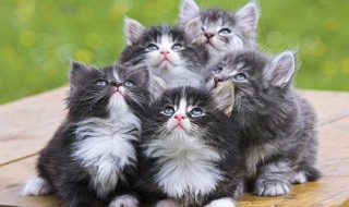 猫跳蚤怎么消灭简单（猫跳蚤怎么消灭简单说明）