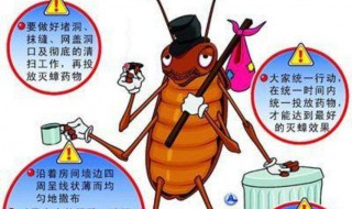家里为什么有蟑螂 家里为什么有蟑螂呢怎么解决
