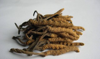 冬虫夏草怎么来的（冬虫夏草怎么来的最后长成什么样）