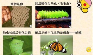 毛毛虫变蝴蝶的过程（毛毛虫变蝴蝶的过程描写）
