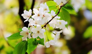 梨花什么时候开 梨花什么时候开花季节?