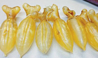 鱼胶和花胶有什么区别（鱼胶多少钱一斤2023年价格）