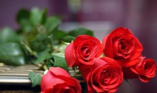21朵玫瑰花代表什么意思（21朵玫瑰花代表什么意思是什么含义）