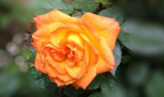 什么颜色的月季花（什么颜色的月季花最好看）