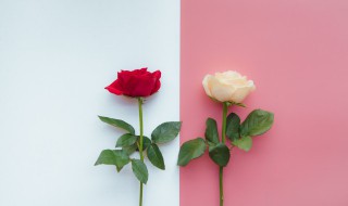 两朵玫瑰花是什么意思（微信回复两朵玫瑰花是什么意思）