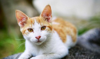 养猫公猫和母猫哪个好 养公猫咪还是母猫咪好