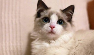 驱猫最有效的方法（汽车驱猫最有效的方法）