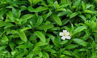 茉莉花什么时候开 茉莉花什么时候开花