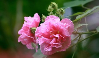 芙蓉花什么时候开花（成都的芙蓉花什么时候开花）