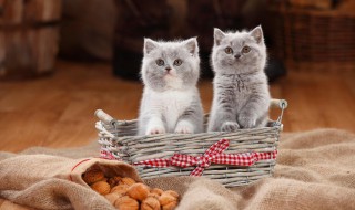 怎么给猫咪驱虫（自己怎么给猫咪驱虫）