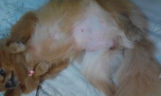 如何辨别猫是否怀孕 如何辨别猫是否怀孕10天