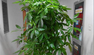 客厅里什么绿植好养（客厅哪种绿植好养）