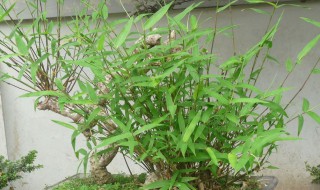怎样挖竹根做盆景（怎样挖竹根做盆景好看）