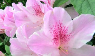 杜鹃花什么颜色（杜鹃花什么颜色风水好）