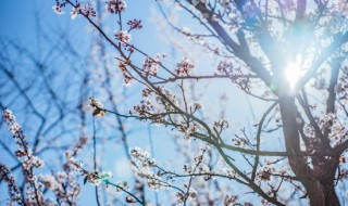 梅花的象征意义是什么（梅花的象征意义是什么四字词语怎么写）