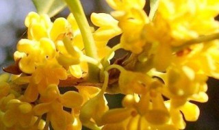 桂花的特点 桂花的特点作文