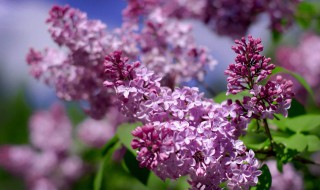 丁香花的特点（丁香花的特点是）