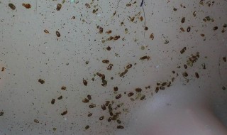 如何判断棕垫生没生虫 怎么判断棕垫有没有甲醛