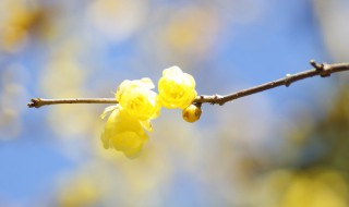 腊梅除虫方法（腊梅有虫怎么防治）