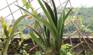 兰花干剪方法 兰花干切法