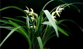 兰花的寓意和象征（菊花的寓意和象征）