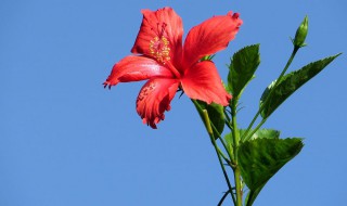扶桑花的寓意 扶桑花的寓意和象征