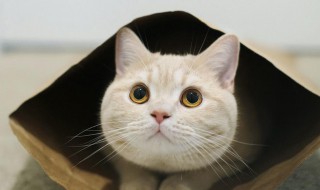 猫沐浴露怎么挑（猫咪沐浴露成分表怎么看）