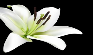 白百合花的寓意（白百合花的寓意和象征意义）