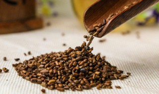 挑选决明子的方法（如何挑选决明子茶）