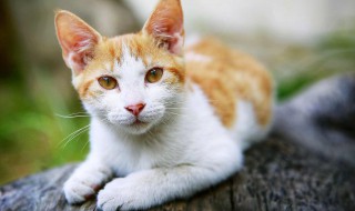 什么属相不能养猫 什么属相不能养猫是真的还是假的