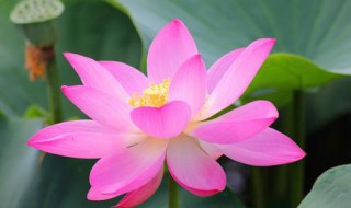莲花寓意什么（莲花寓意什么人）