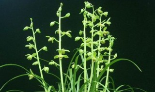 下山兰花怎么栽植（下山兰花怎么栽植的）