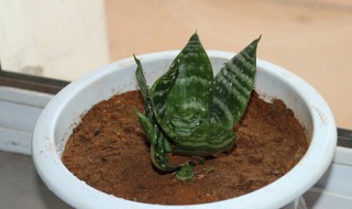 虎皮兰秋天能换盆吗（虎皮兰秋季可以施肥吗）