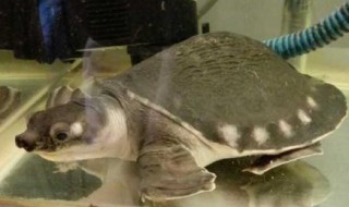 鱼和猪鼻龟可以混养吗 鱼和猪鼻龟可以混养吗图片
