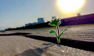 晚安语录正能量（晚安语录正能量的句子适合发朋友圈）