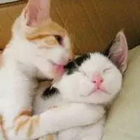 可爱猫咪情侣头像