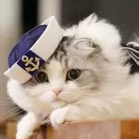 抱着猫咪的情侣头像
