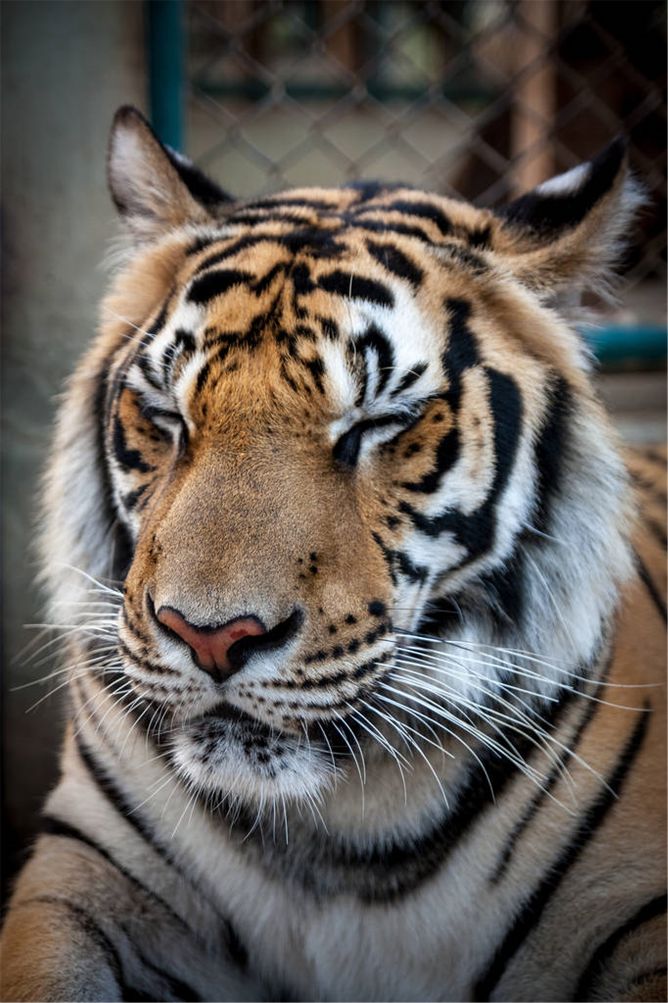 1986年属什么（1986年属什么生肖配对最好）