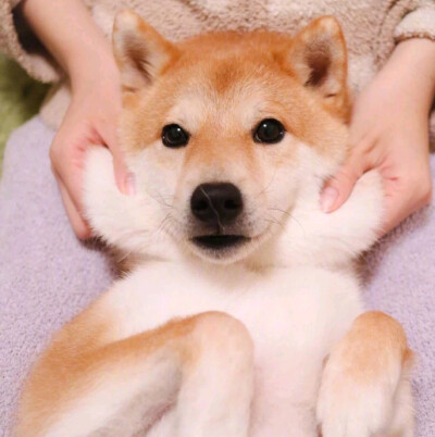 一狗一女左右情侣头像