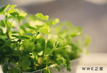 青柠的情侣网名是什么