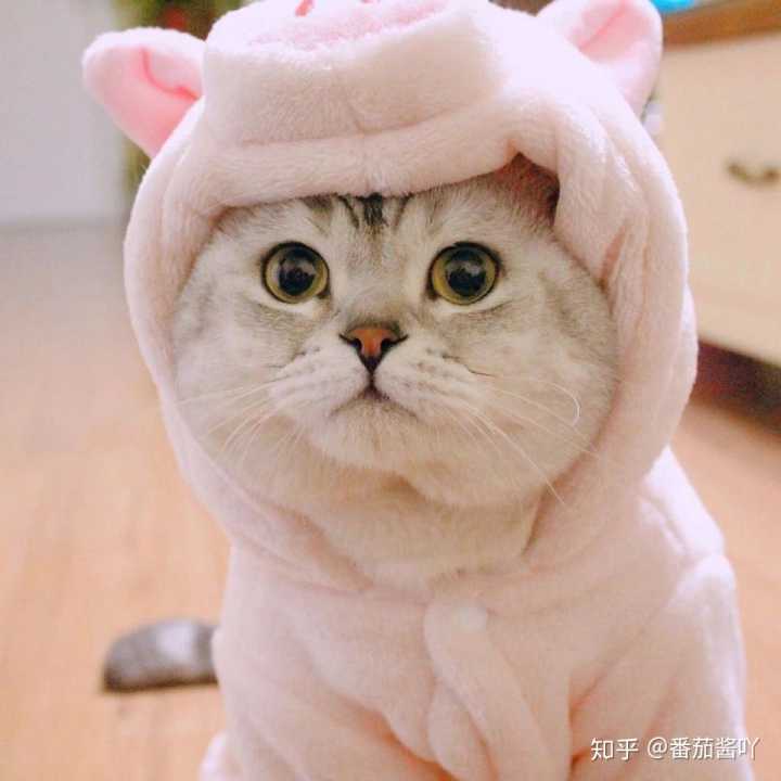 小猫咪情侣头像，猫咪的情侣头像 小猫咪情侣头像,猫咪的情侣头像是什么