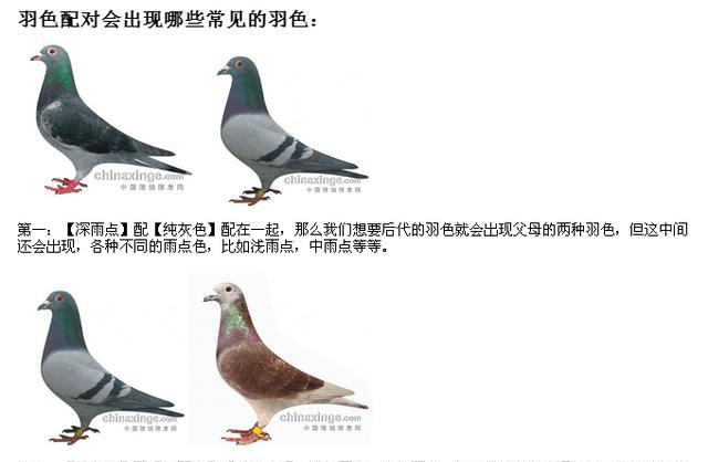 十二生肖运势查询 麦玲玲2023年兔年运程