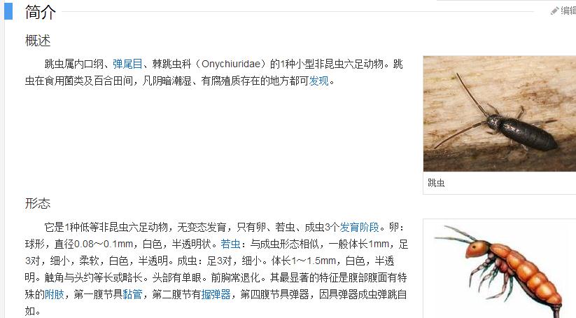 关于动物的情侣网名，关于动物的可爱网名，