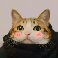 高清情侣头像抱着猫咪