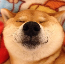 狗狗情侣头像蠢萌