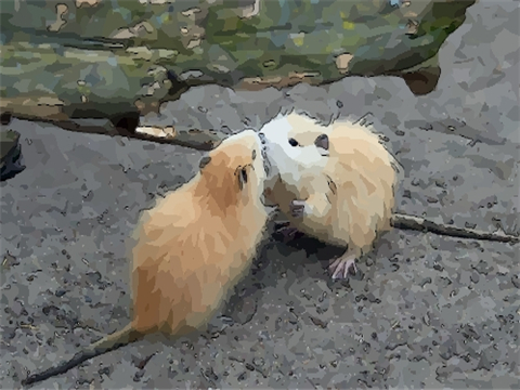 双鱼座和什么座最配（双鱼女和什么座最配男朋友）