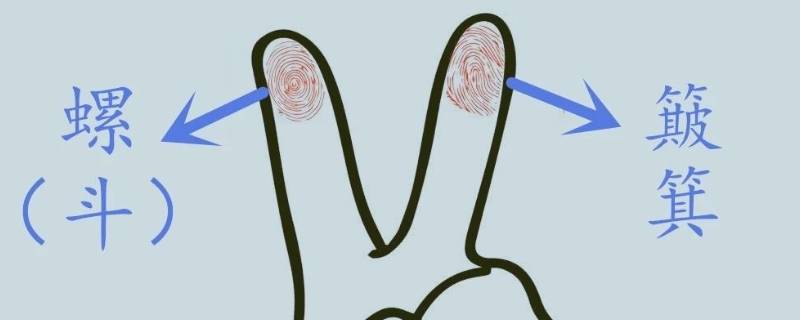 手指斗和簸箕如何区分（手指斗和簸箕和什么有关）