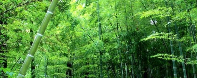竹子象征着什么 竹子象征着什么职业的人
