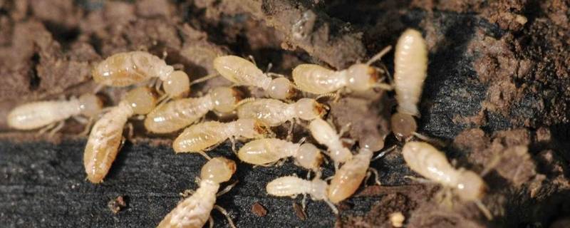 白蚁有翅膀吗（白蚁有翅膀吗视频）